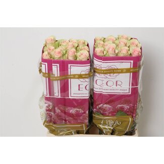 Freshy Grootbloemige Roos “Frutetto” | Kleur: Roze | Lengte ± 60 centimeter | Herkomst Ecuador | Per 25 stelen