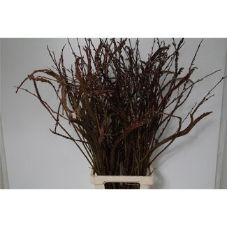 Freshy Salix Sekka Bandwilg