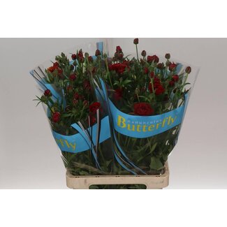 Freshy Ranunculus Butterfly Hades