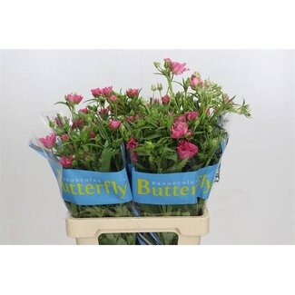 Freshy Ranunculus Butterfly Isis