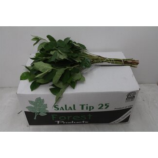 Freshy Salal Tips (p. bos) Air