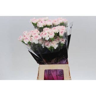 Freshy Anjer Lang Yukari Cherry