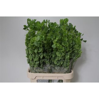 Freshy Moluccella Stuk