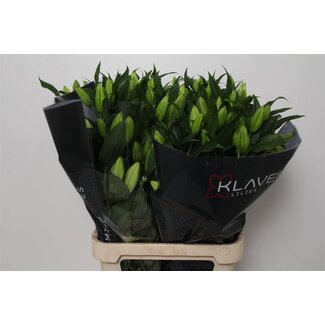 Freshy Lelie Oriental Aqua Signum