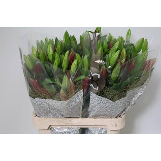 Freshy Lelie Oriental Aqua Touchstone