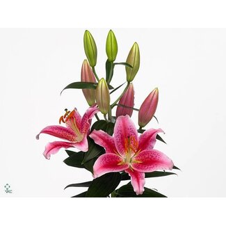 Freshy Lelie Oriental Aqua Calvados