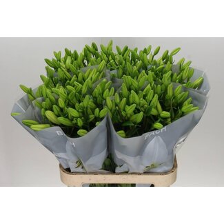 Freshy Lelie Longi x Aziatic Aqua Bach