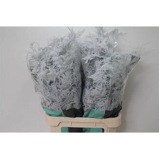 Freshy Asparagus Lang Wit