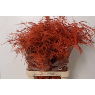 Freshy Asparagus Lang Oranje