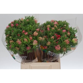 Freshy Anemone Mistral M X50 Hanoi