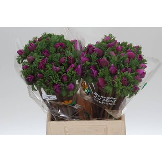 Freshy Anemone Mistral M X50 Cerise