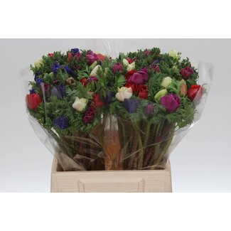 Freshy Anemone Mistral M X50 Mix