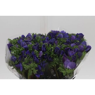 Freshy Anemone Mistral L X50 Blue