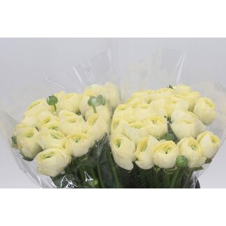 Freshy Ranunculus Cloony Xxl x25 Commedia