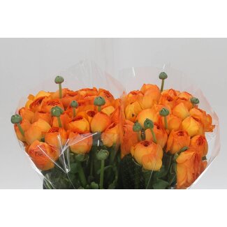 Freshy Ranunculus Cloony Xxl x25 Orange Dark