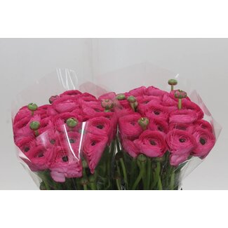 Freshy Ranunculus Cloony Xxl x25 Bolero