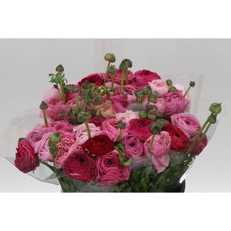 Freshy Ranunculus Cloony Xxl x25 Lollipop