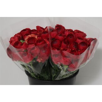 Freshy Ranunculus Cloony Xxl x25 Vintage