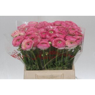 Freshy Ranunculus Cloony L X10 Felicidade