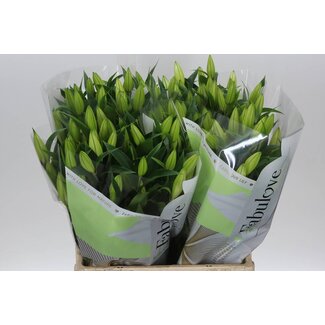 Freshy Lelie Oriental Aqua Helvetia 2 Bloem