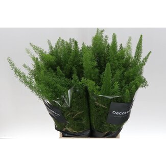 Freshy Asparagus Dens Myers