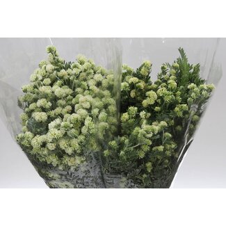 Freshy Marchesina 400gr (p. bos)