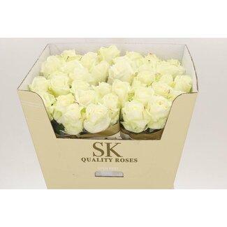 Freshy Rosa Avalanche Masterpiece