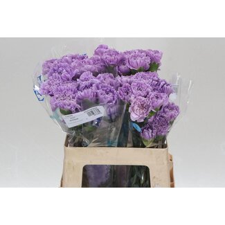 Freshy Anjer Kort Fl Moonaqua