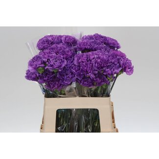 Freshy Anjer Kort Fl Moonlite