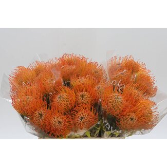 Freshy Nutans Ayoba Sun