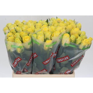 Freshy Rosa Good Times