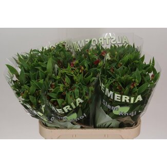 Freshy Alstroemeria Fl Sangria