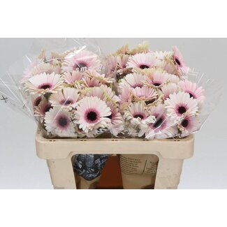 Freshy Germini. Aqua Abby Lou x20