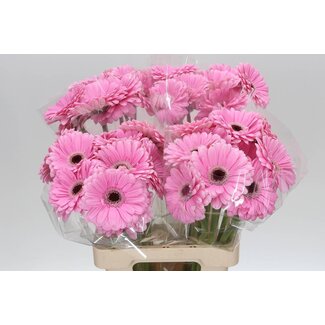 Freshy Gerbera * 65 Cm Alison X10