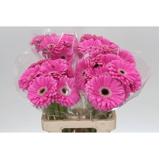 Freshy Gerbera * 65 Cm Dreamer X10