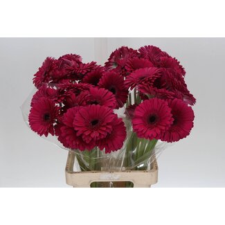Freshy Gerbera * 65 Cm Passoa X10