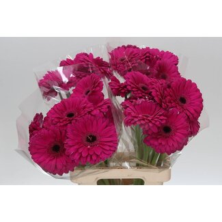 Freshy Gerbera * 65 Cm Bon Dia X10