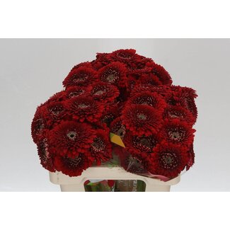 Freshy Germini. Aqua Pomponi Floyd x20