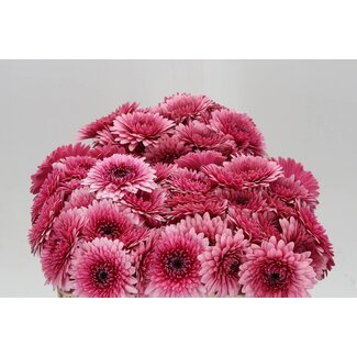 Freshy Germini. Aqua Pomponi Choochoo X60