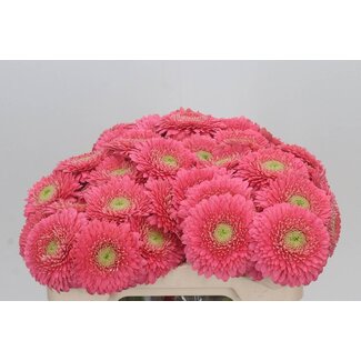 Freshy Germini. Aqua Pomponi Ter Cupid x20