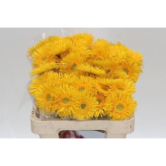 Freshy Ge Aqua Sp Mi Stryker x20