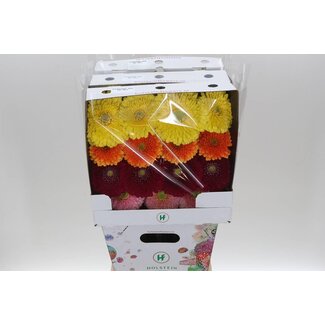 Freshy Ge Aqua .racket Gr Pomponi Mix