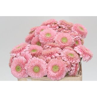 Freshy Germini. Aqua Pomponi Panucci x40