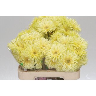 Freshy Ge Aqua Sp Mi Moonlight x20