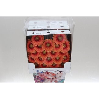 Freshy Ge Aqua .racket Mi Pomponi Zenna M