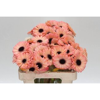 Freshy Germini. Aqua Jedi x20