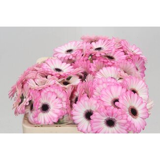 Freshy Germini. Aqua Lollipop x20