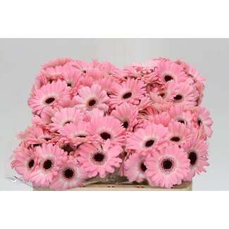 Freshy Ge Aqua .racket Mi Mi Dixon