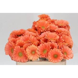 Freshy Germini. Aqua Cava x20