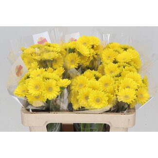 Freshy Germini. Aqua Picolini Ancona x20